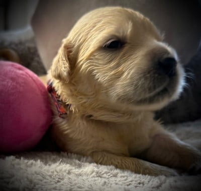 Les chiots de Golden Retriever
