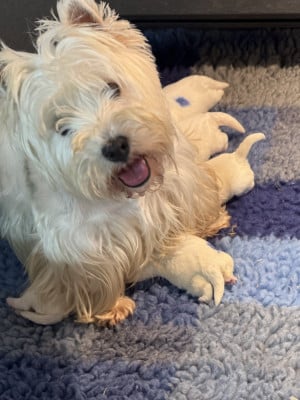 Les chiots de West Highland White Terrier