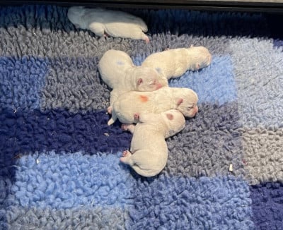 Les chiots de West Highland White Terrier