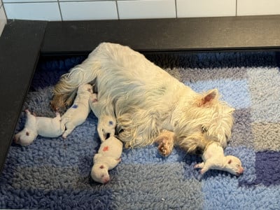 Les chiots de West Highland White Terrier