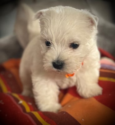 Les chiots de West Highland White Terrier