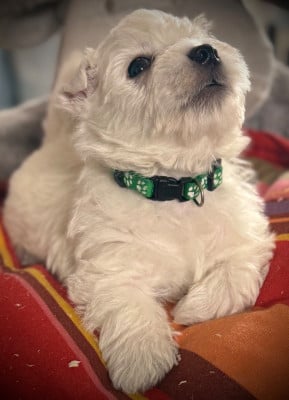 Les chiots de West Highland White Terrier