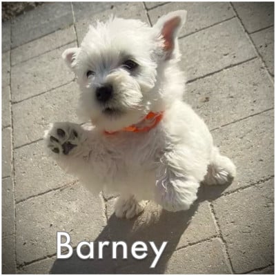 Les chiots de West Highland White Terrier