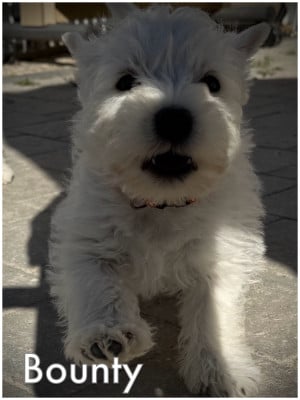 Les chiots de West Highland White Terrier