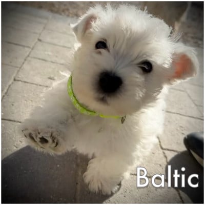 Les chiots de West Highland White Terrier