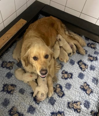 Chiot N°4 - Golden Retriever