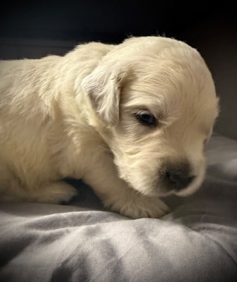 Les chiots de Golden Retriever