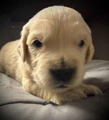 Les chiots de Golden Retriever