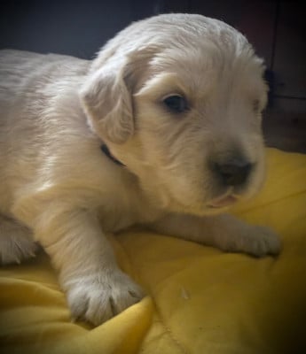 Les chiots de Golden Retriever