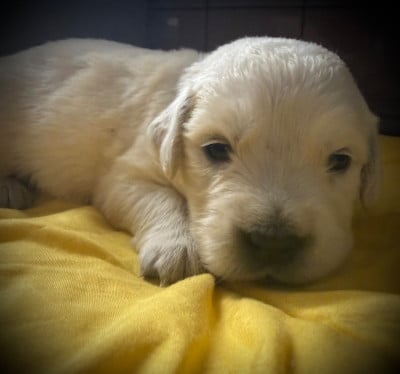 Les chiots de Golden Retriever