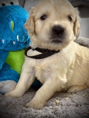 Les chiots de Golden Retriever