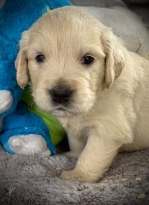 Les chiots de Golden Retriever