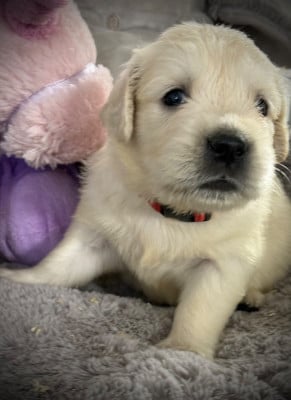 Les chiots de Golden Retriever