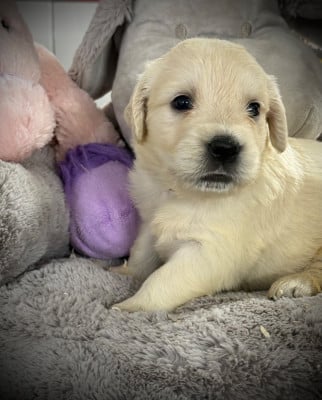 Les chiots de Golden Retriever