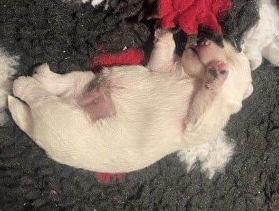 West Highland White Terrier