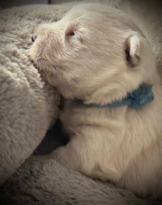 Les chiots de West Highland White Terrier