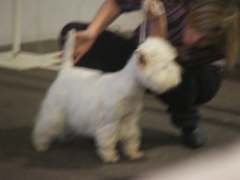 Elfie du manoir de bertinghen - 2ème excellent classe jeune