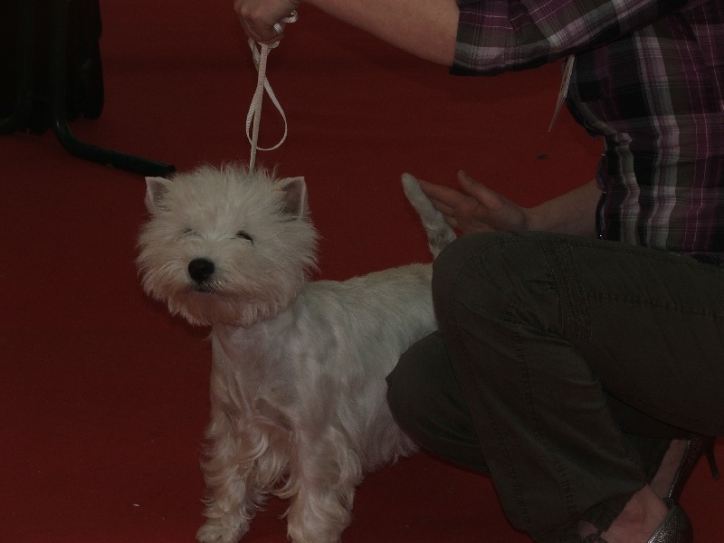 Elfie du manoir de bertinghen - 2ème excellent classe intermédiaire