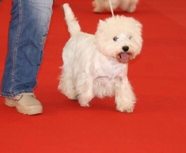 Idwall De La Douce Source - 4ème TB