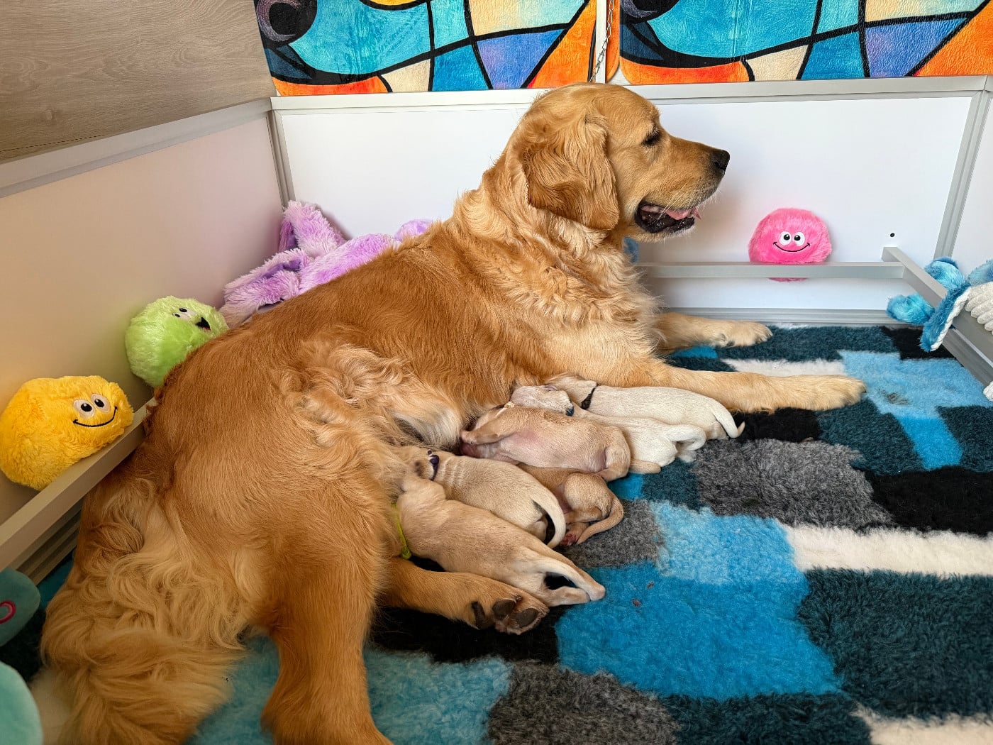 MR BLANC - Golden Retriever