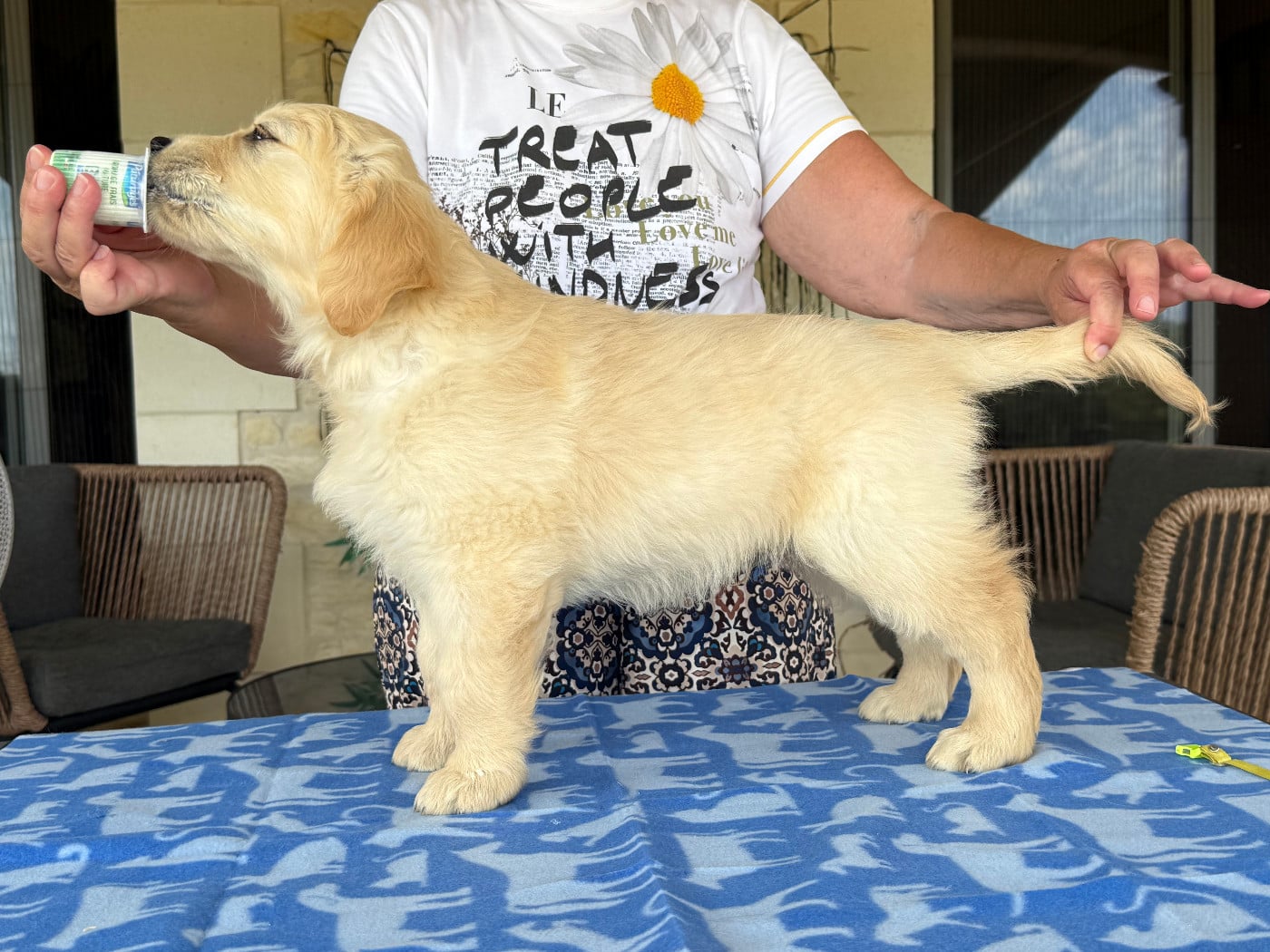 Golden Retriever - De La Tribu De Cochise