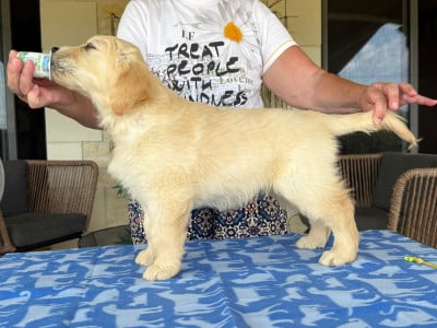 Les chiots de Golden Retriever