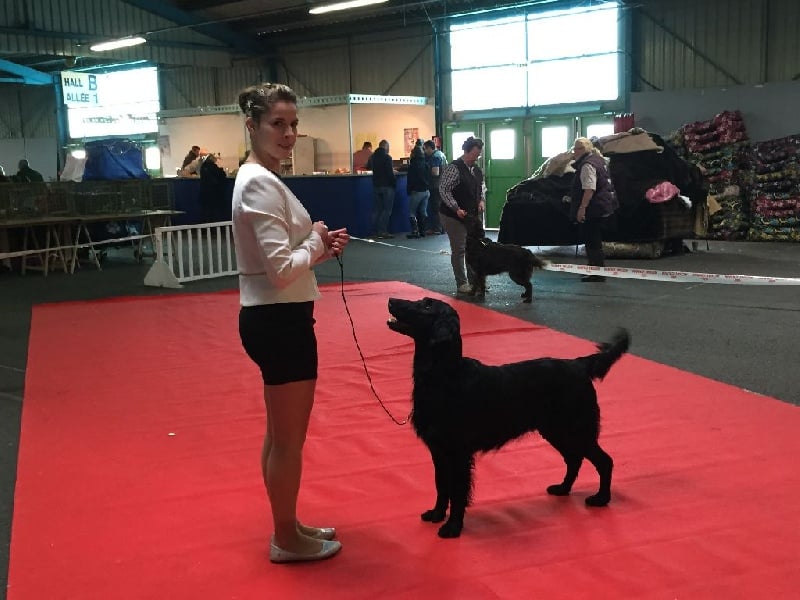 TR. CH. Honiahaka du clos des vignes de savrony - 1er Excellent classe Champion RCACIB