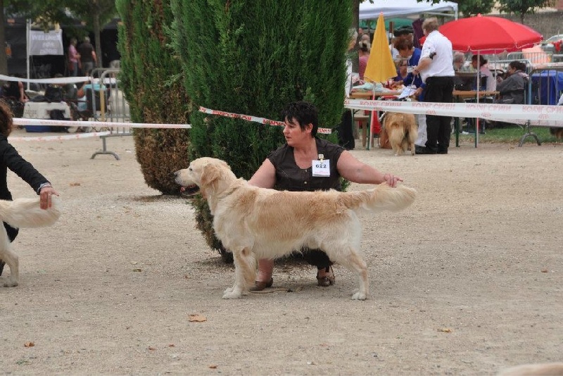 CH. Cochise Du moulin pommier - 3ème EXCELLENT