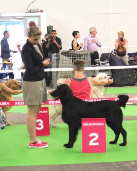 TR. CH. Honiahaka du clos des vignes de savrony - 2ème Excellent classe Travail