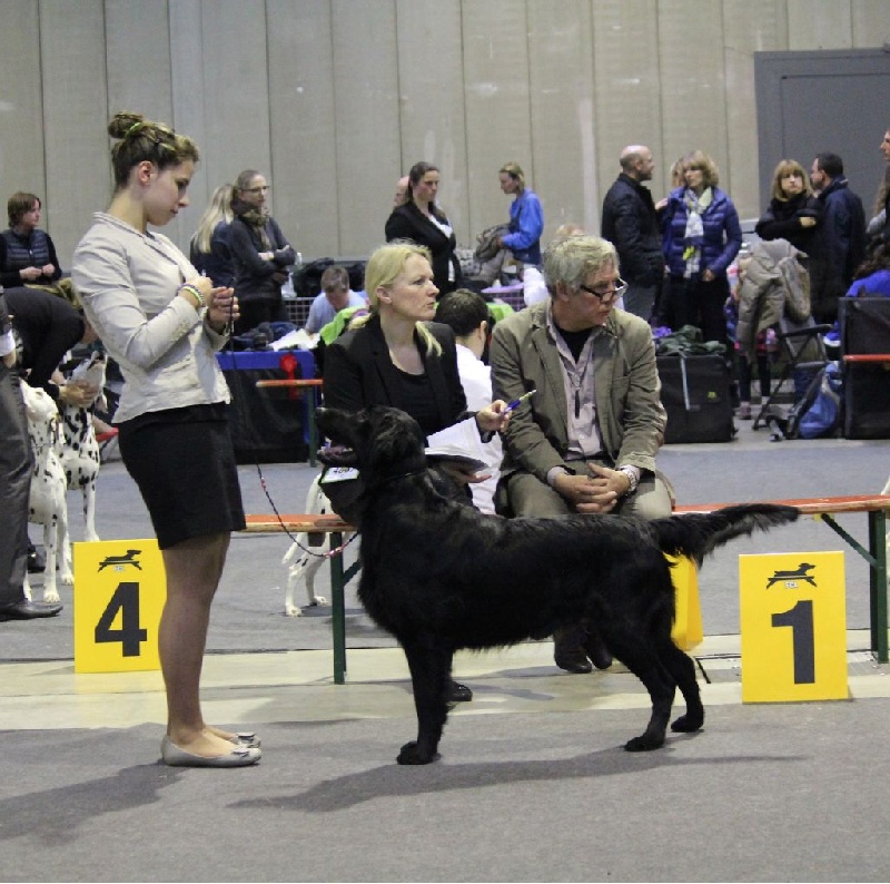 TR. CH. Honiahaka du clos des vignes de savrony - 1er Excellent classe travail CACL CACIB