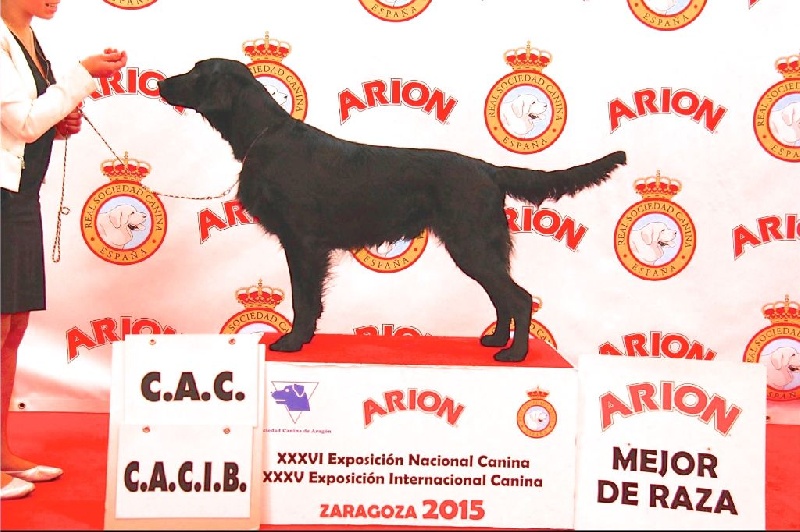 TR. CH. Honiahaka du clos des vignes de savrony - 1er Excellent classe travail CAC CACIB MEILLEUR DE RACE