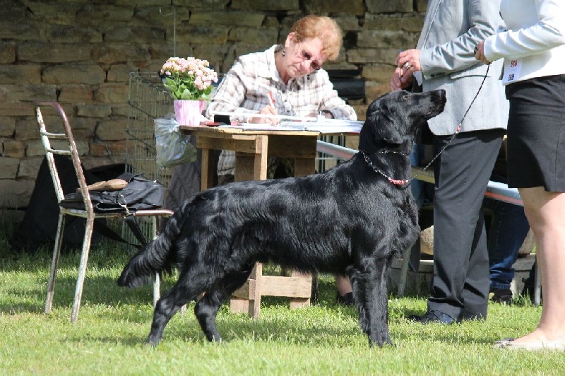TR. CH. Honiahaka du clos des vignes de savrony - 1er Excellent classe Champion MEILLEUR DE RACE