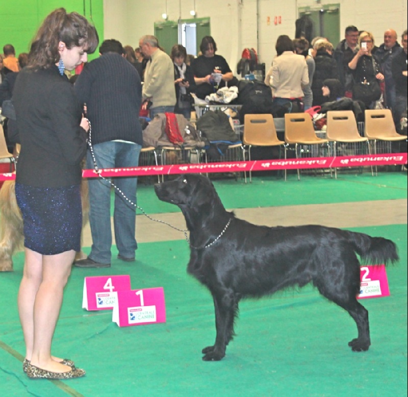 TR. CH. Honiahaka du clos des vignes de savrony - 1er Exc classe travail CACS CACIB Meilleur de Race