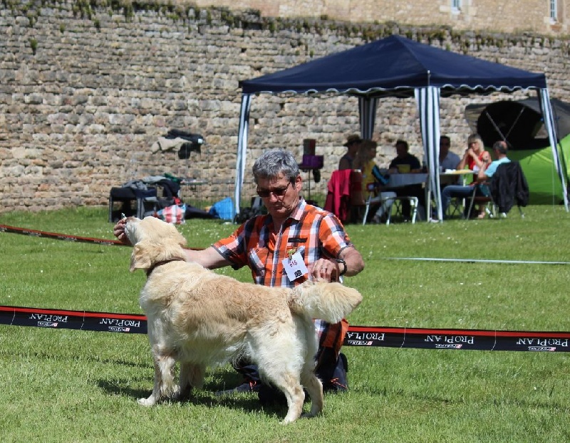 CH. Cochise Du moulin pommier - 1er Excellent classe Vétéran