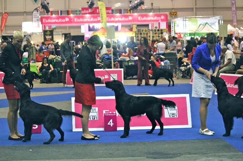 TR. CH. Honiahaka du clos des vignes de savrony - 4ème excellent classe jeune