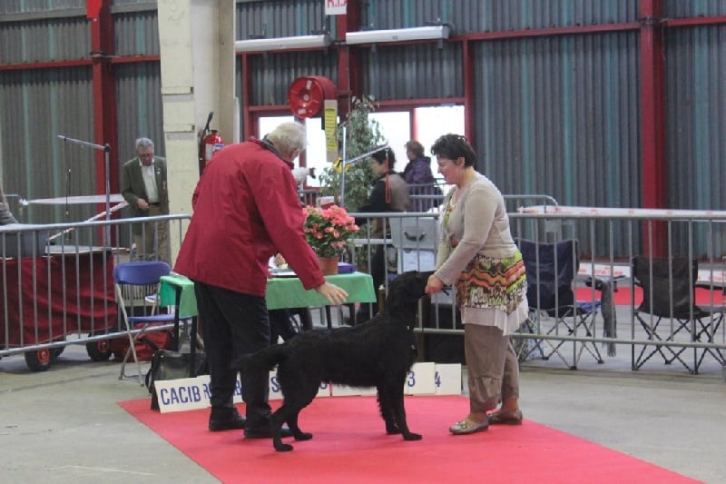 TR. CH. Honiahaka du clos des vignes de savrony - 2ème excellent classe jeune mâle