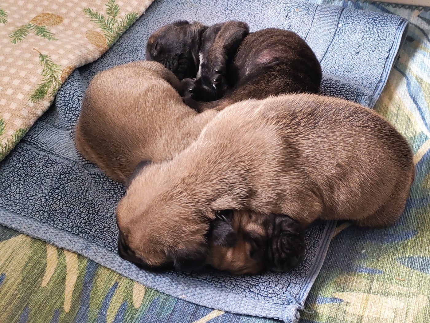 CHIOT 1