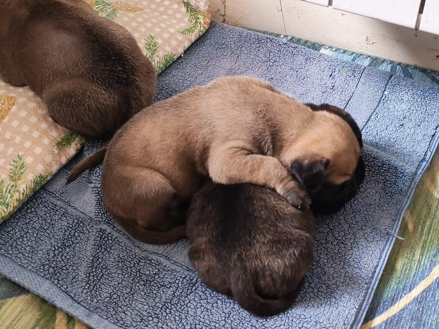 CHIOT 1