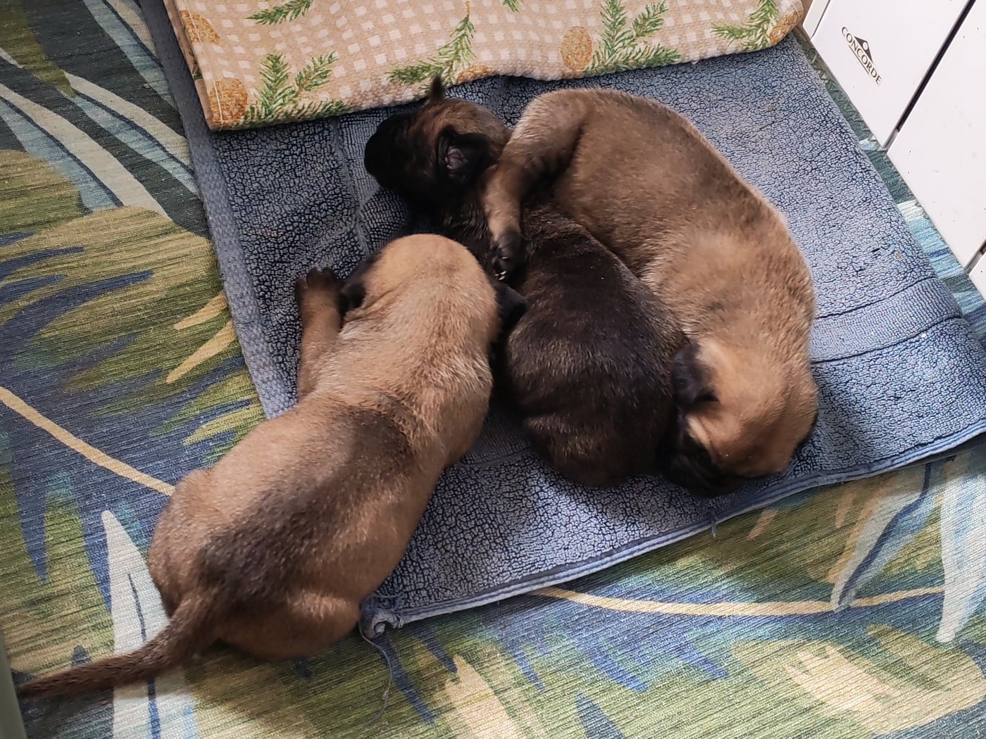 CHIOT 1
