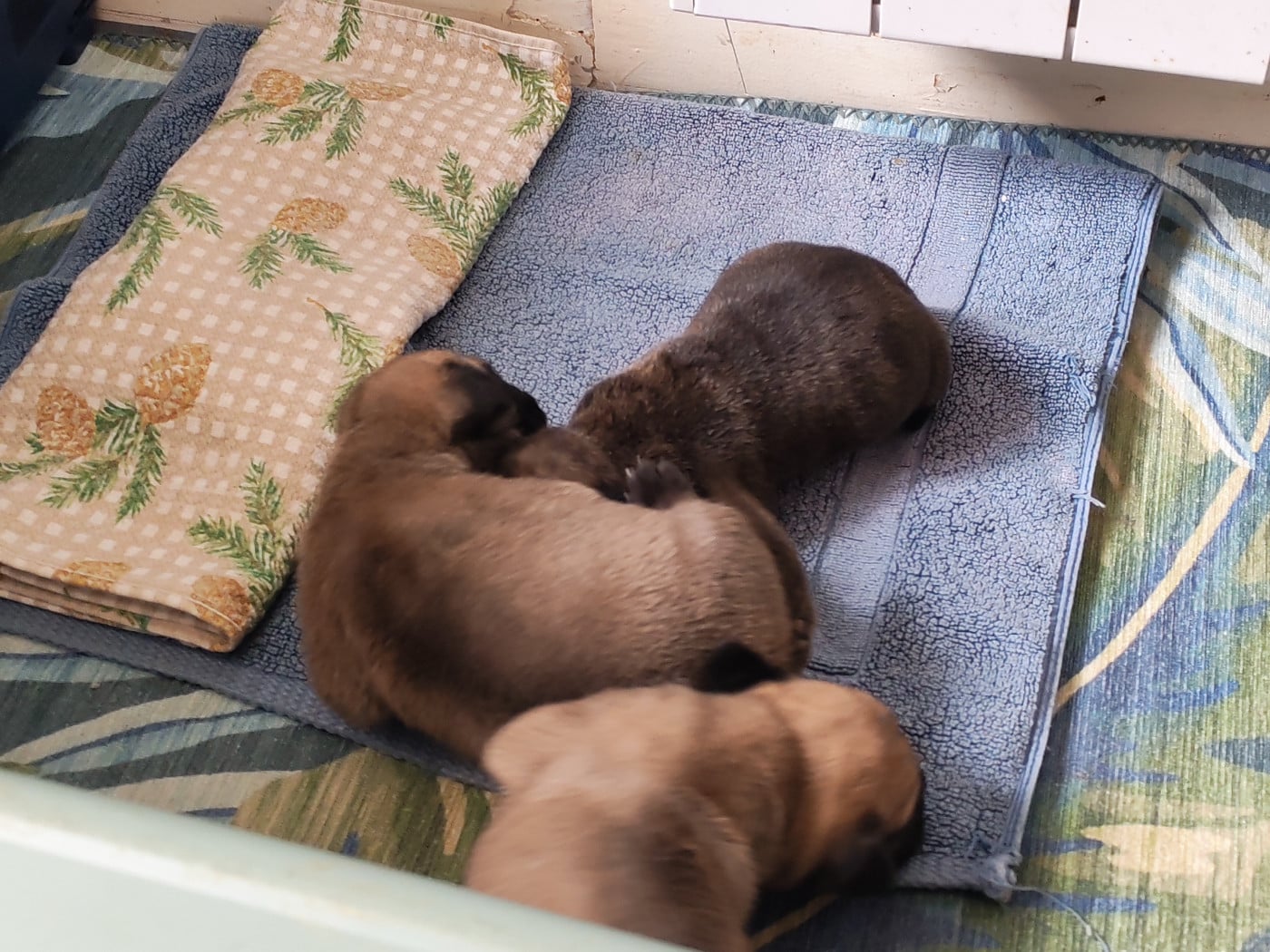 CHIOT 2