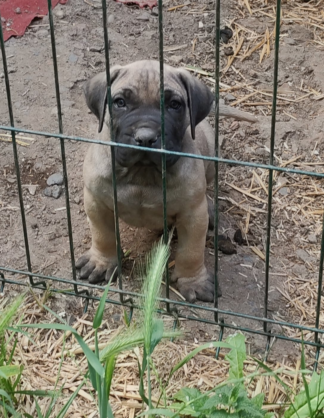 Dogo Canario - Des Monts Du Velay
