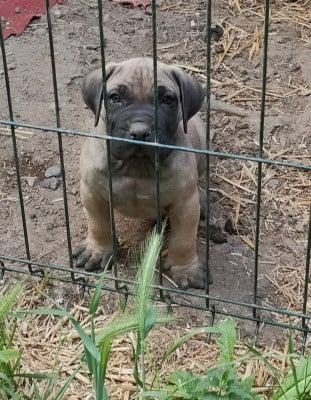 Les chiots de Dogo Canario