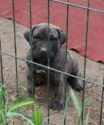 Les chiots de Dogo Canario