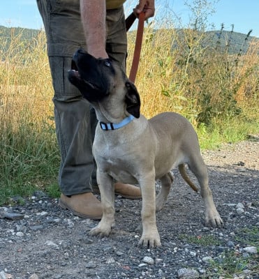 Les chiots de Presa canario