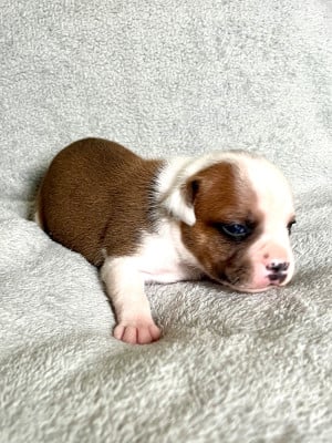 Les chiots de Staffordshire Bull Terrier