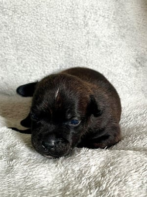 Les chiots de Staffordshire Bull Terrier