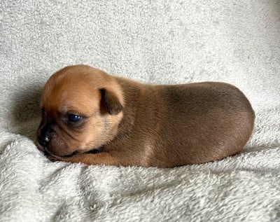 Les chiots de Staffordshire Bull Terrier