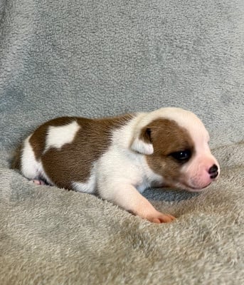 Les chiots de Staffordshire Bull Terrier
