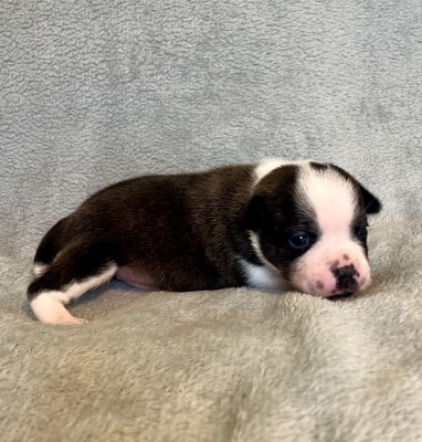 Les chiots de Staffordshire Bull Terrier