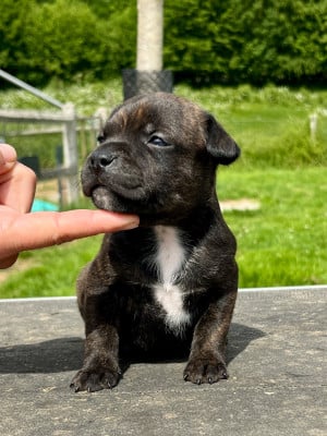 Les chiots de Staffordshire Bull Terrier